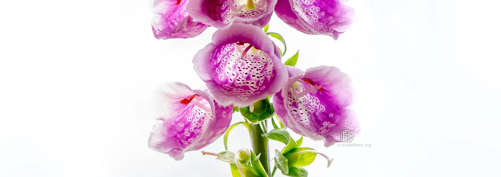 Fingerhut - Photo: Frank Schindelbeck Fotografie