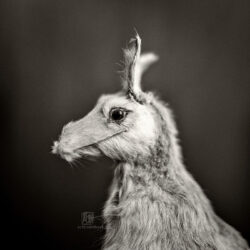 documenta 15 - Photo: Schindelbeck